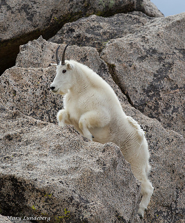 Jumping Up