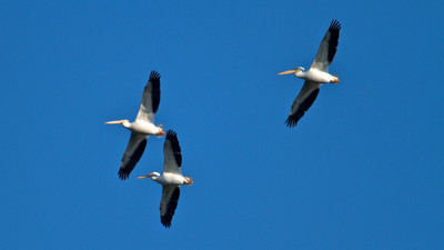 Pelicans flying