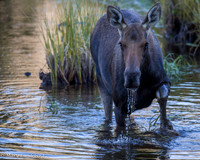 cow Moose Walking in Pond