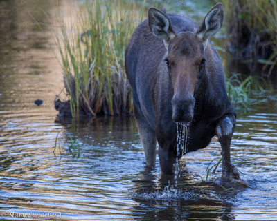cow Moose Walking in Pond