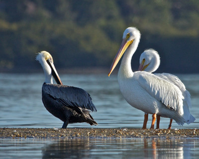 Brown with White Pelicans