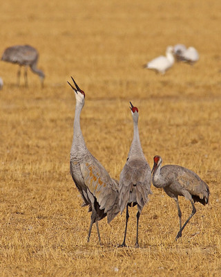 Crane Mating Song, Bosque del Apache, New Mexico
