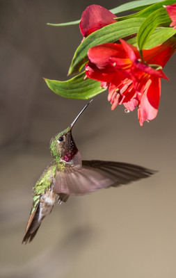 Broad tailed hummingbird