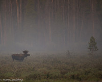 Moose Music in the Mist