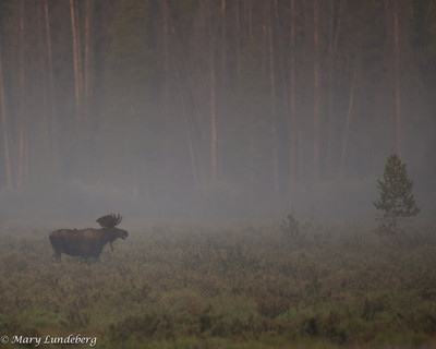 Moose Music in the Mist