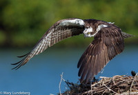 Osprey flight-5849