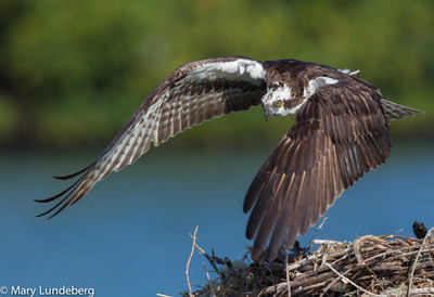 Osprey flight-5849