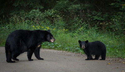 Mama Calls Cub