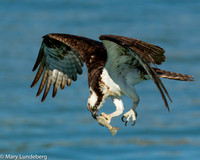 Osprey