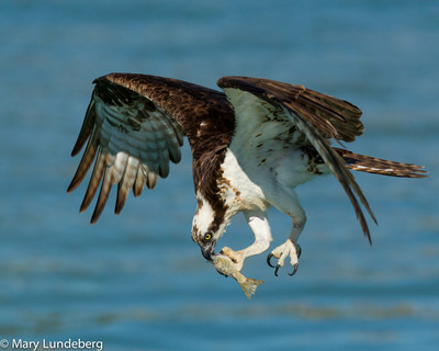 Osprey with fish, Lemon Bay, FL
