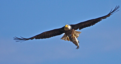 Eagle Catch, St. Croix River, WI