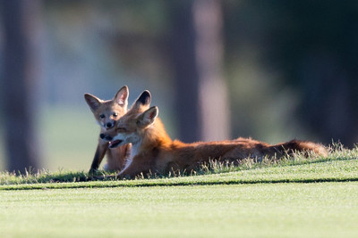 Fox with Kit