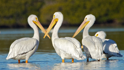 White Pelicans Kissing, Lemon Bay, FL