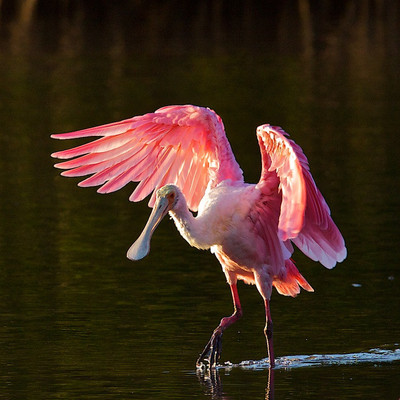 Spoonbill Dance in Ding Darling, FL