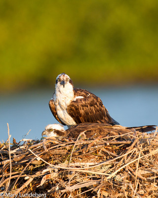 nesting-5767