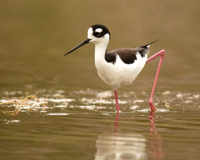 Black Necked Stilt, Everglades
