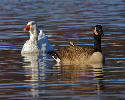 Goose Mates