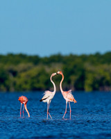 Flamingo Kiss with Junior