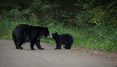 Mama Kissing Cub
