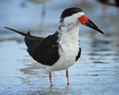 Skimmer, Lemon Bay, FL