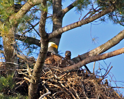 Mother Love,St. Croix River, WI