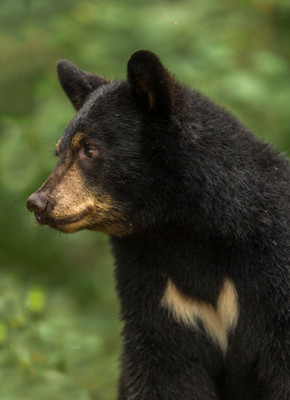 Black Bear with V