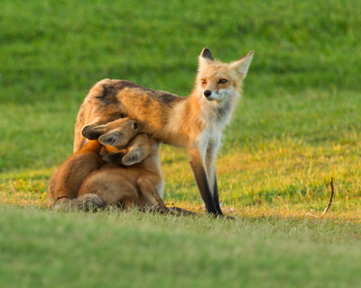 Three Kits Nursing