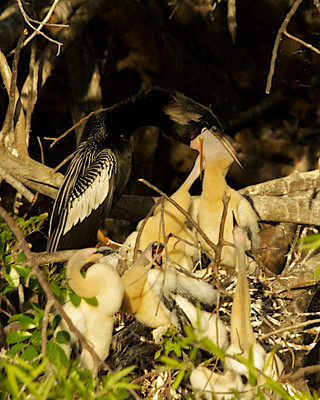 Dad feeding chick
