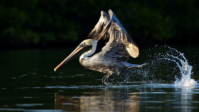 Brown Pelican Rising, Lemon Bay, Florida