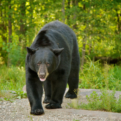 Boar Stride, Orr, MN