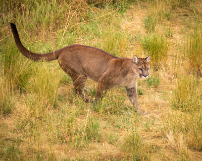 Prowling_E8U9029