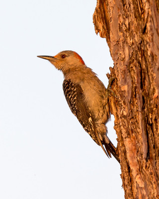 fledgling redbellied woodpecker