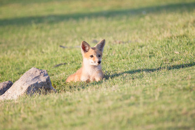 Little one