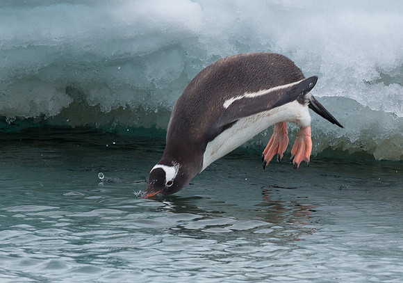 Gentoo Belly Flop