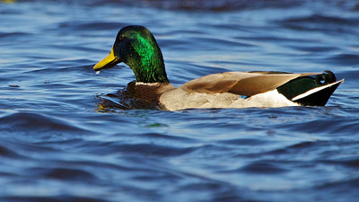 Mallard