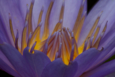 Water Lily, Florida