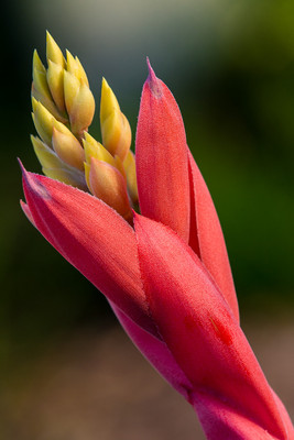 Bromeliad