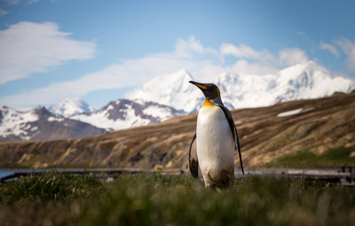 King Penguin in South Georgia