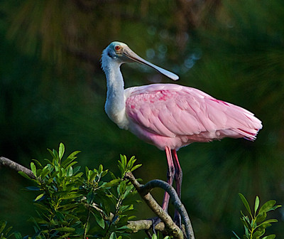 Roseate Spoonbill, Florida