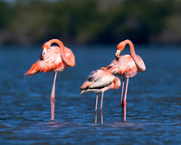 Flamingos Preening