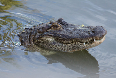 Alligator Head