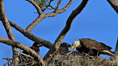 Feeding the young
