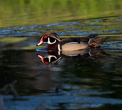 Woodduck