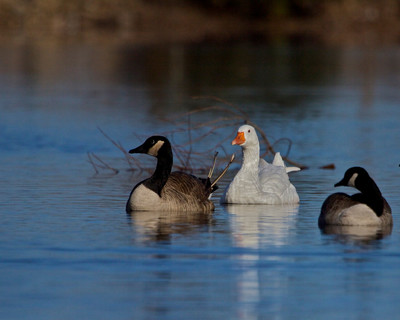 Emden Goose with Canada Geese