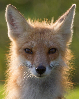 Fox Aglow