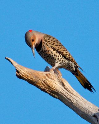 Northern Flicker