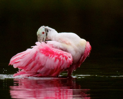 Roseate Preening, Everglades, FL