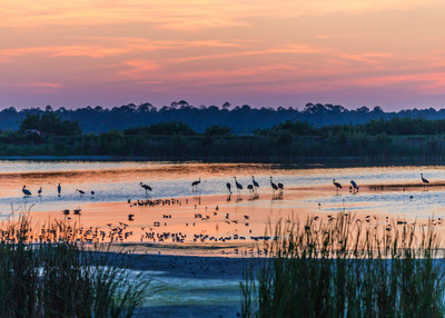 Cranes and Shorebirds at Sunset
