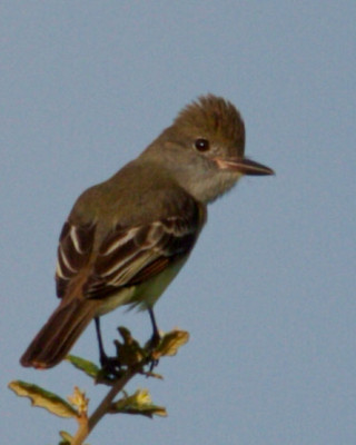 Great Crested Flycatcher