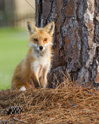 Father Fox